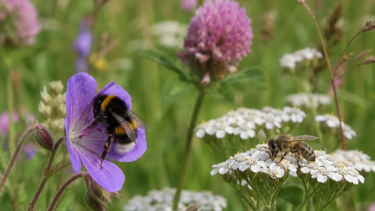 Humla och honungsbi på olika blommor i en svensk äng